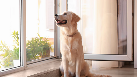 3 Smart Ways Nanocoat Protection Beats Pet Messes Every Time